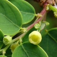 Phyllanthus retusus Dennst.